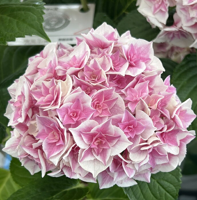 アジサイ疾風迅雷ピンク5号鉢