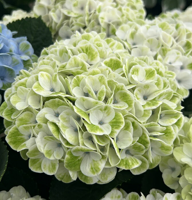 【花咲き過ぎ】アジサイ マジカルレボリューション ピンク　4号鉢【19年入荷株】のサムネイル