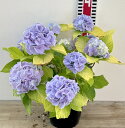 【花終わり】アジサイ(紫陽花)黄金てまり(オウゴンテマリ)5号鉢植え【25年入荷株】