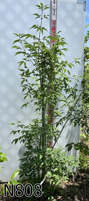 【現品発送】アオダモ　株立ち　苗木　樹高1.5m　N808