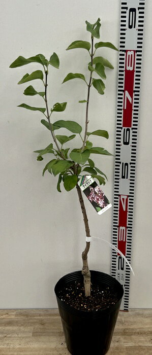 ライラック　エスタースターレイ　苗木　6号ポット植え(z00-2)