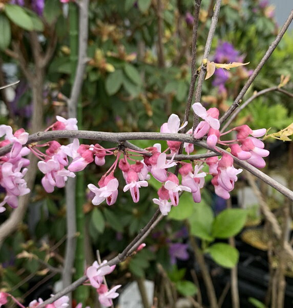 ��������/����ȯ���ۥ���ꥫ�ϥʥ�����������С����饦�ɡ����ڡ�10��ե쥰�顼ȭ������N543