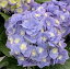 【花終わり】アジサイ(紫陽花、あじさい) 春花秋月(シュンカシュウゲツ)6号鉢苗【21年入荷株】