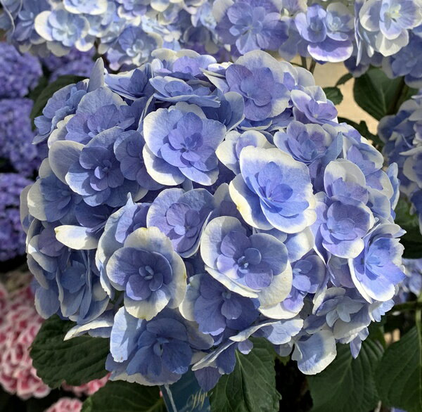 Rakuten - 【開花株】アジサイ（紫陽花・あじさい）フレアドロップ　ブルー　5号鉢植え【26年入荷株】