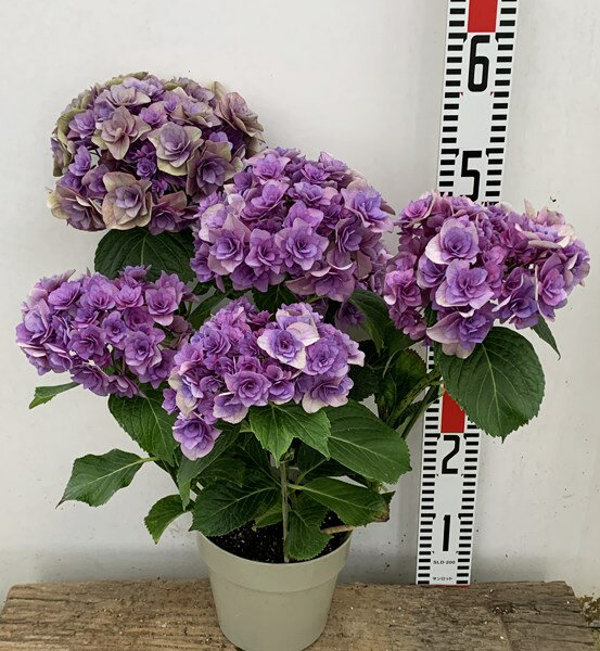 【花傷み・秋色】アジサイ(紫陽花・あじさい） ポージィブーケ ビビアン　パープル　5号【21年入荷株】のサムネイル