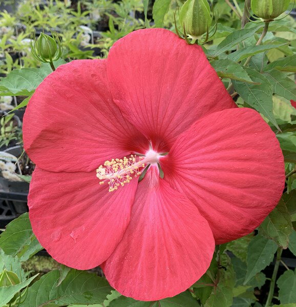 タイタンビカス イカロス(紅花系)　4号ポット苗(J03-6)のサムネイル