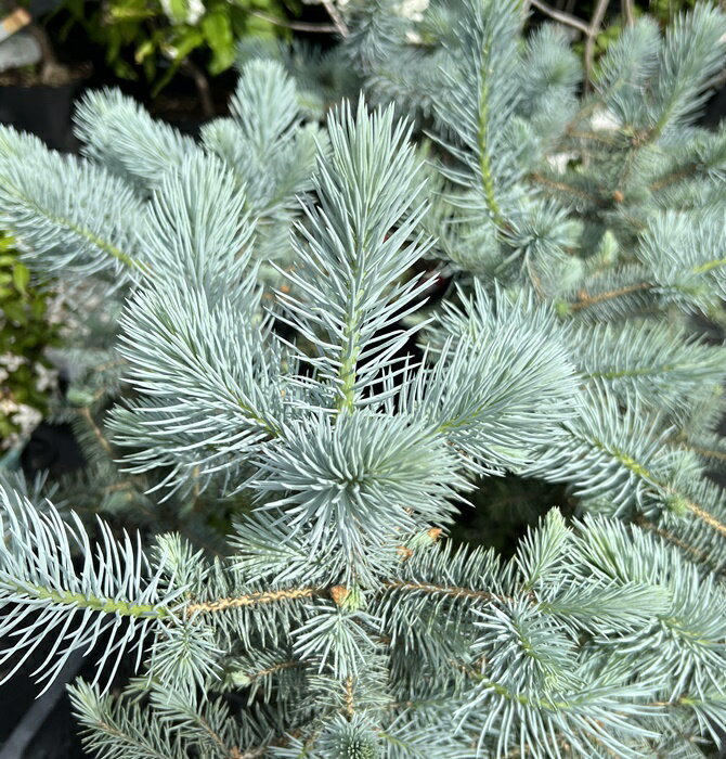 【選べる現品】ピセア・プンゲンストーヒ　エディス　6号セラアート鉢植え（y04）のサムネイル