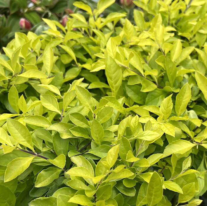 デュランタ　レペンス　ライム　6号鉢　苗木(h34)のサムネイル