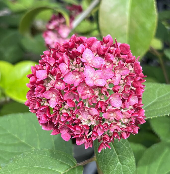 【屋外管理苗】ピンクアナベル（紫陽花・あじさい）ルビーのアナベル　6号苗（c09)のサムネイル