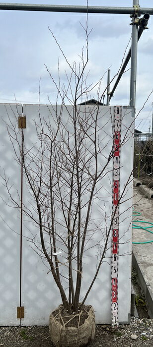 【現品】エゴノキ 白花　2.1m　20315　シンボルツリー　人気のエゴの木