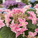 【花終わり】アジサイ 獅子王(シシオウ)ピンク 5号鉢植え苗【25年入荷株】