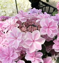 【花終わり】アジサイ(紫陽花、あじさい)幻想恋歌(ゲンソウレンカ) ピンク 5号鉢苗【25年入荷株】