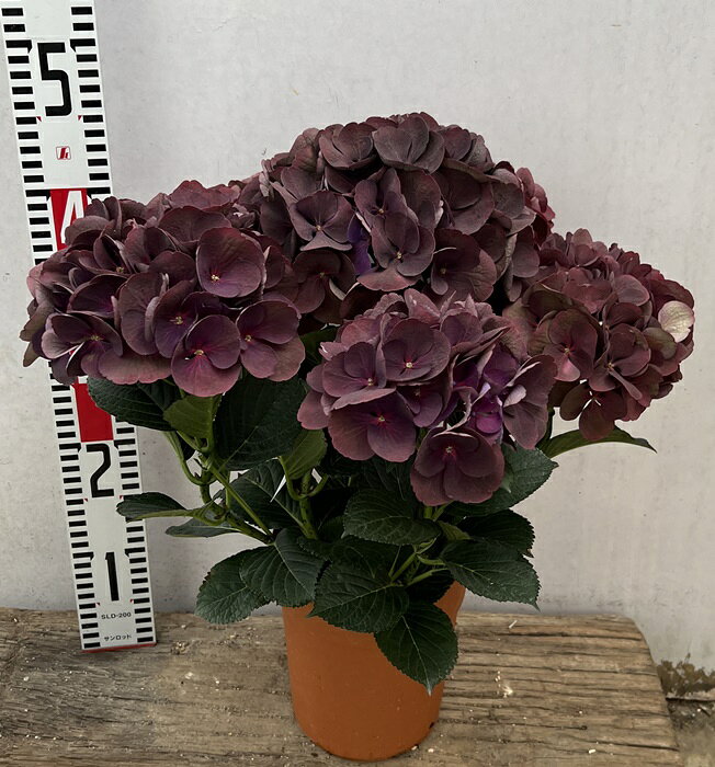 【咲き過ぎ・秋色】アジサイ（紫陽花・あじさい） クイーンズブラック　5号鉢苗【26年入荷株】