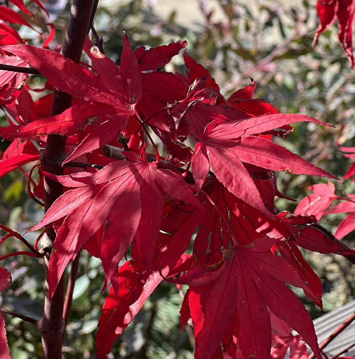 モミジ 大盃(オオサカズキ) 苗木 樹高90cm