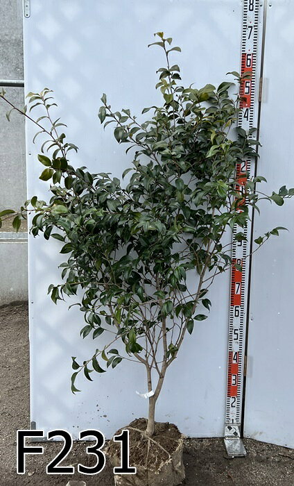 【選べる現品】椿(ツバキ)玉之浦(タマノウラ)...の紹介画像2