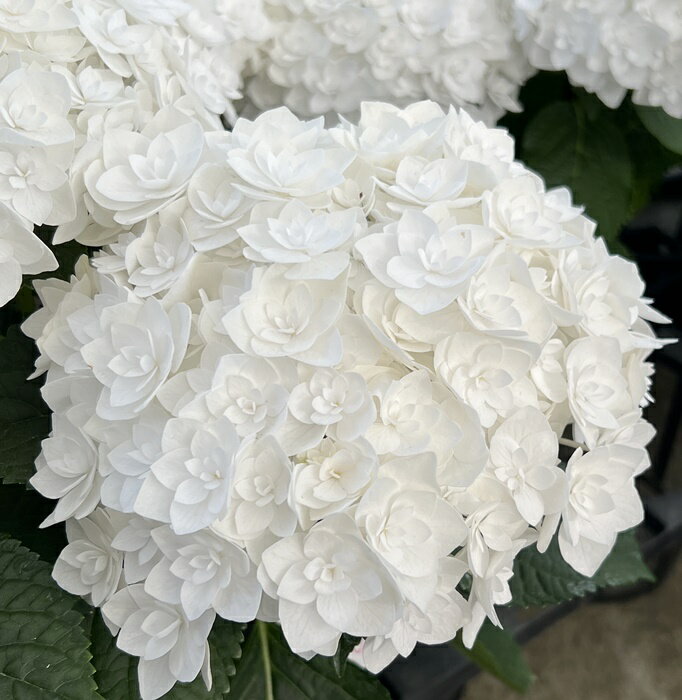 【開花株】アジサイ（紫陽花・あじさい）　フロレンシア　5号鉢植え苗【26年入荷株】