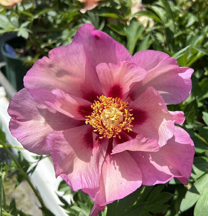 芍薬苗（シャクヤク苗） ベリーガルシア 5.5号苗 【ハイブリッドシャクヤク】