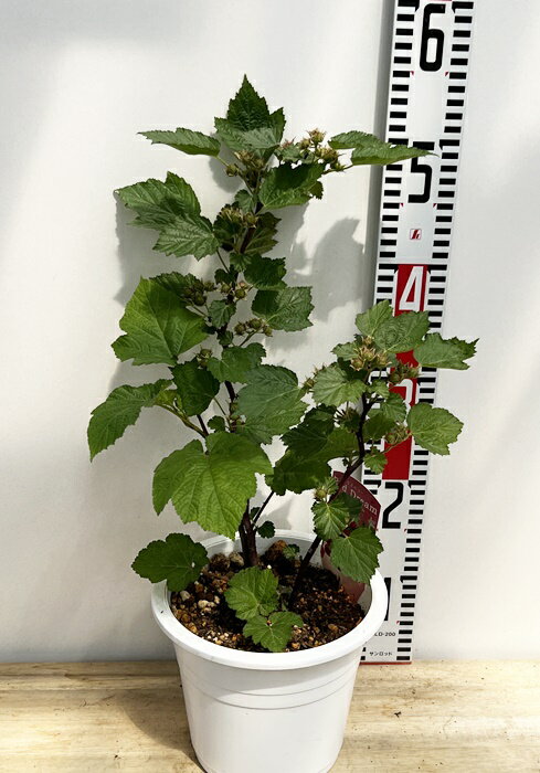 ウルトララズベリー　レッドドリーム　6号丸鉢植え　苗木