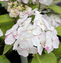 【屋外管理苗】斑入り葉アジサイ(紫陽花、あじさい) インカ 4号苗【24年入荷株】