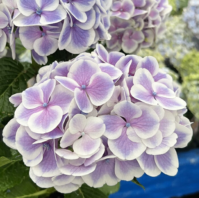 Blue, Purple - 【花終わり】アジサイ（紫陽花・あじさい）　太陽と月（タイヨウトツキ）　7号鉢【26年入荷株】