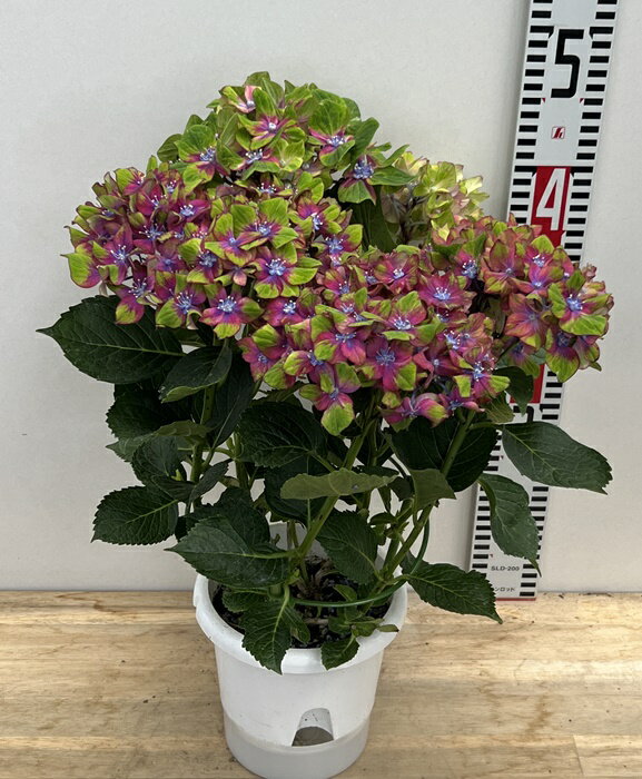 【開花株】アジサイ(紫陽花） シュロスバッカーバルト　5号鉢植え苗【26年入荷株】