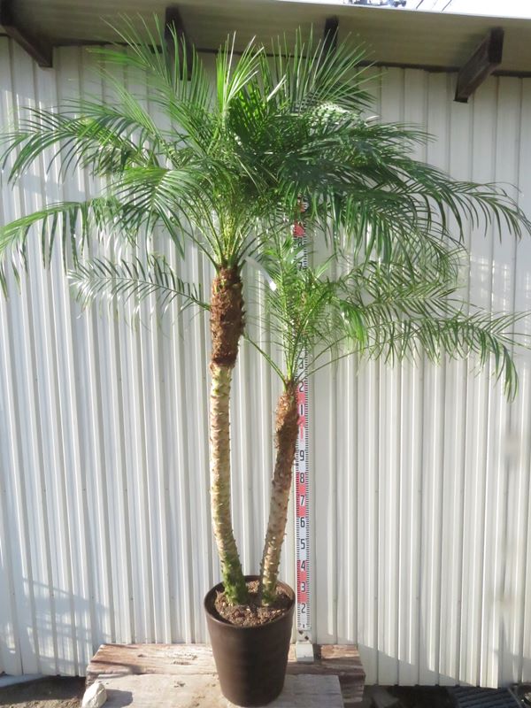 【現品発送】フェニックス ロベレニー 特大 12号フレグラー鉢植え【AK】301