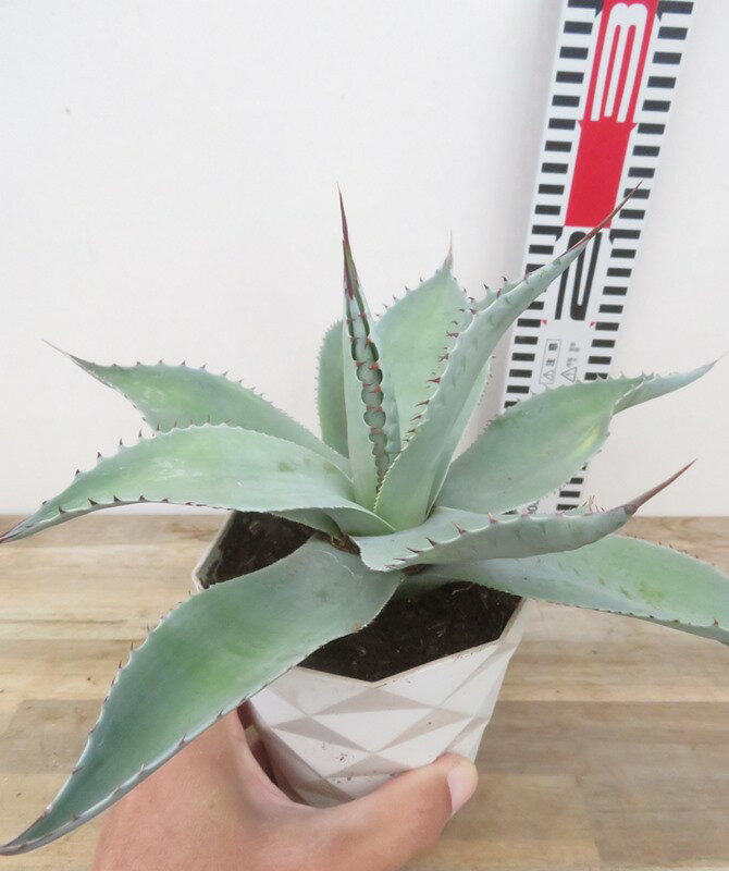 【現品発送】アガベ 　オバティフォリア　4号鉢植え　苗木【h34】