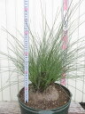 【現品発送】カリバナス フーケリー 12号鉢植え