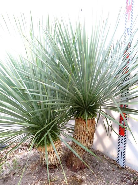 【現品発送】ユッカ　ロストラータ　2ヘッド　苗木　大株　W1.1mのサムネイル