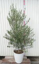【現品発送】オリーブの木　ミッション　特大　苗木　43型フレグラー鉢植え　E108
