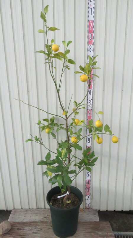 【現品発送】レモンの木　苗木　12号鉢植え　40301