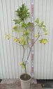 【現品発送】レモンの木（檸檬）　苗木　10号鉢植え　7003