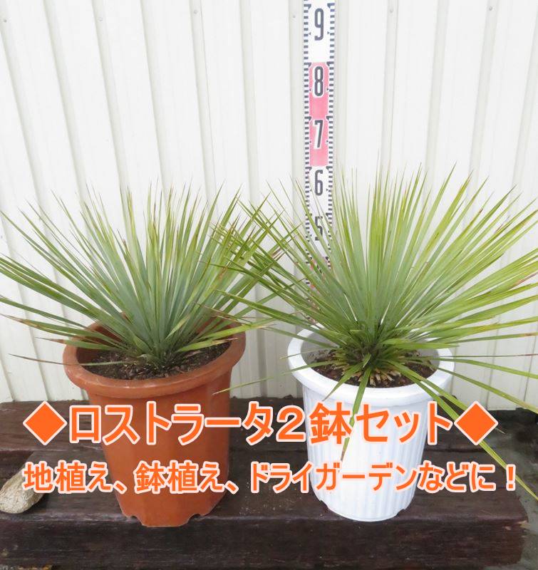 ユッカ 【2鉢セット・現品発送】ユッカ　ロストラータ　10号鉢植え