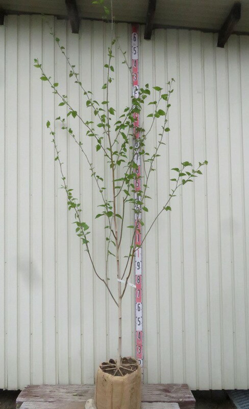 【現品発送】シラカバ(白樺) ジャクモンティー　苗木　単木　樹高2.4m　32301
