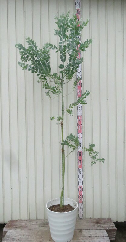 【訳あり/現品発送】パールアカシア　ポダリリーフォリア　 10号フラグラー鉢植え（IV）　P918