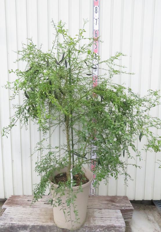 楽天市場】ハーブ 苗 ミント(植木|ガーデニング・農業):花 楽天市場】ハーブ 苗 ミント(植木|ガーデニング・農業):花
