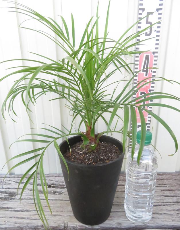 楽天市場】フェニックスロベレニー（高さ（植物）～ 70.9cm）の通販