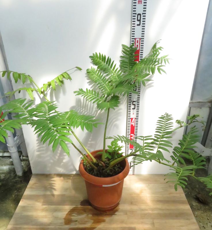 【現品発送】リュウビンタイ　8号鉢植え　A703のサムネイル