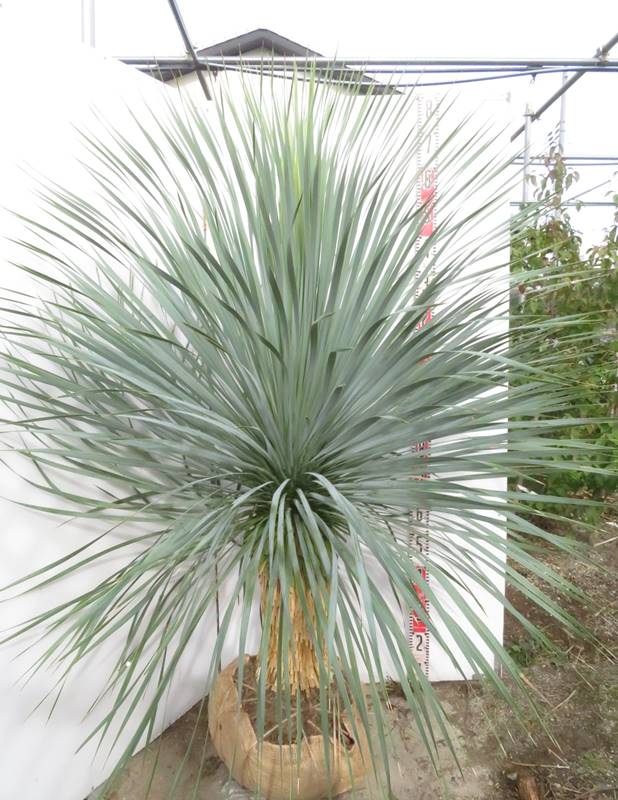 楽天市場】ユッカ ロストラータ(種類(植物)ユッカ・高さ 楽天市場】ユッカ ロストラータ(種類(植物)ユッカ・高さ