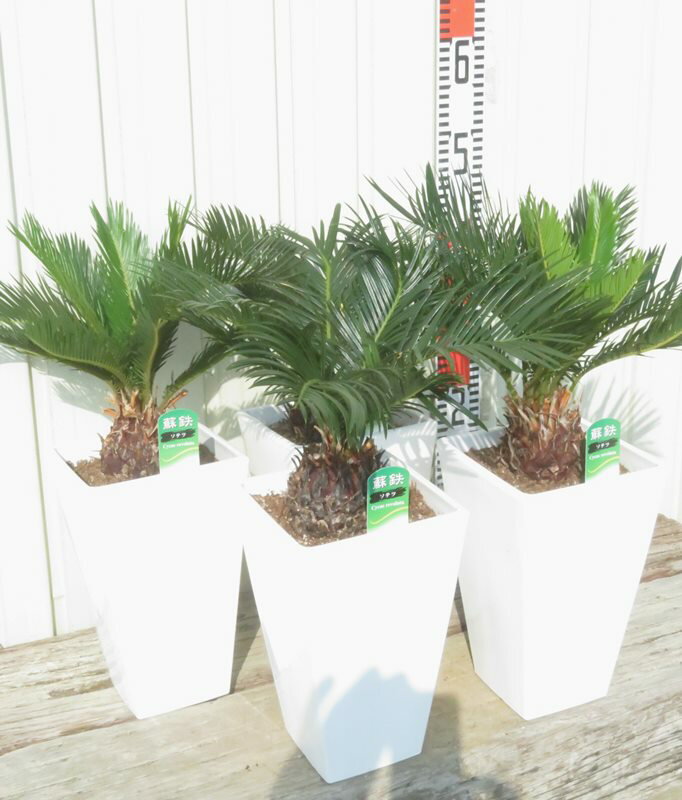楽天市場】ソテツ 販売 鹿児島の通販 楽天市場】ソテツ 販売 鹿児島の通販
