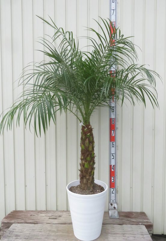 楽天市場】フェニックス 鉢植えの通販 楽天市場】フェニックス 鉢植えの通販