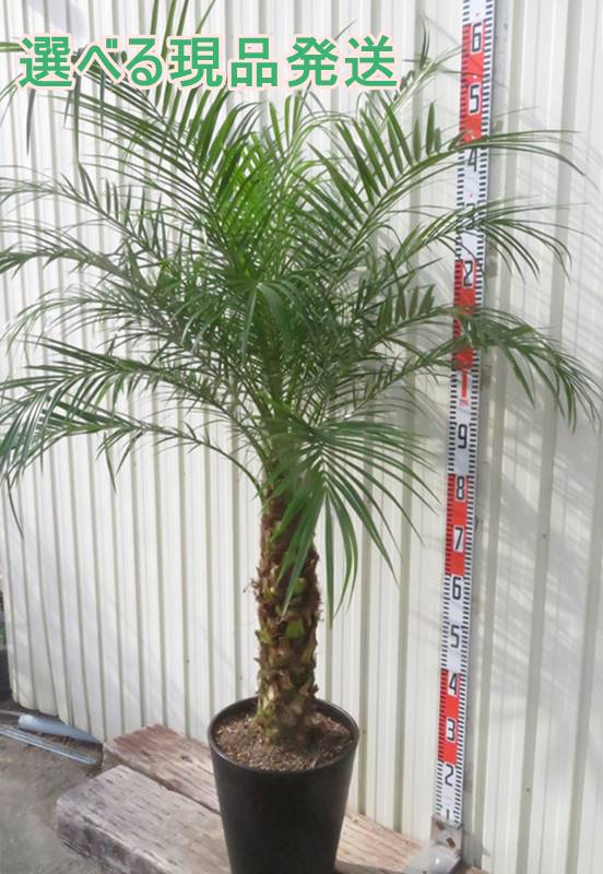 楽天市場】フェニックスロベレニー(サイズ(植木鉢)10 ~ 12号 楽天市場】フェニックスロベレニー(サイズ(植木鉢)10 ~ 12号