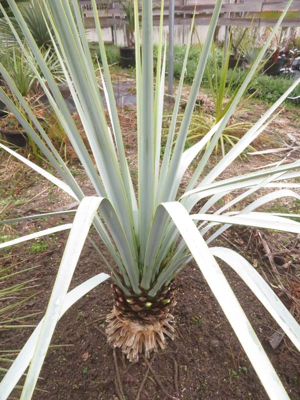 楽天市場】ユッカ ロストラータ(種類(植物)ユッカ・高さ 楽天市場】ユッカ ロストラータ(種類(植物)ユッカ・高さ