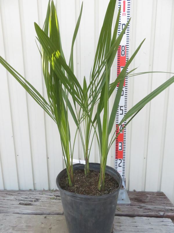 楽天市場】ココスヤシ(サイズ(植木鉢)10 ~ 12号)(観葉植物 楽天市場】ココスヤシ(サイズ(植木鉢)10 ~ 12号)(観葉植物