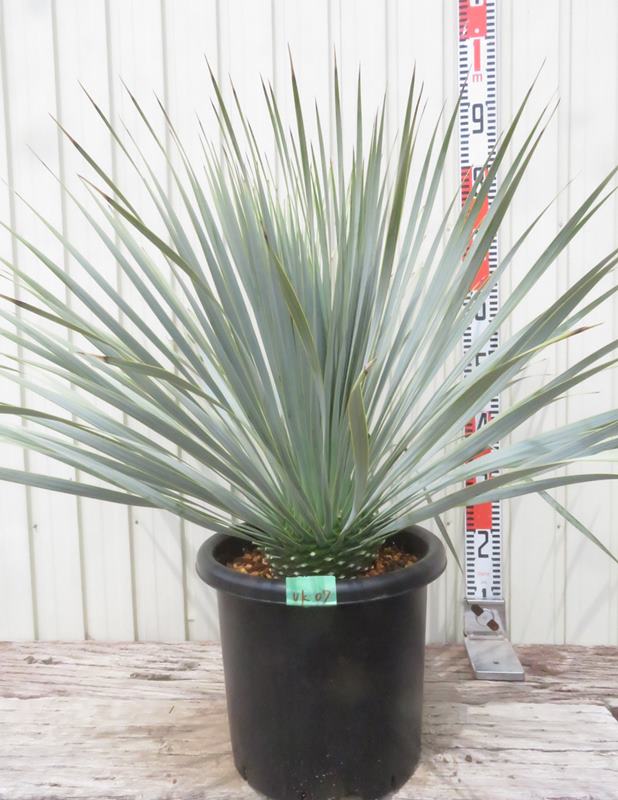 楽天市場】ユッカ ロストラータ(種類(植物)ユッカ・高さ 楽天市場】ユッカ ロストラータ(種類(植物)ユッカ・高さ