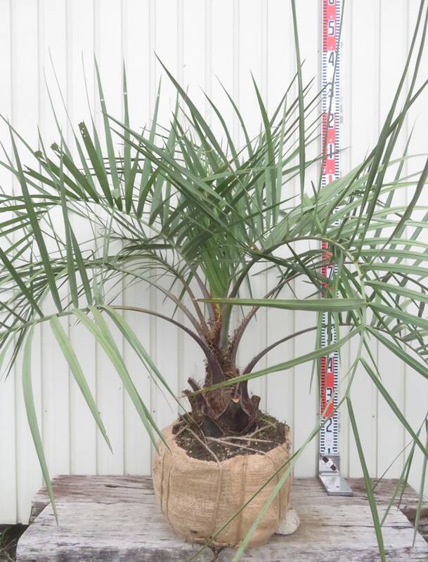 週末特価!2鉢価格!ココヤシ 苗 苗木 観葉植物 ココナッツ ヤシの木 7号鉢 週末特価!2鉢価格!ココヤシ 苗 苗木 観葉植物 ココナッツ ヤシ