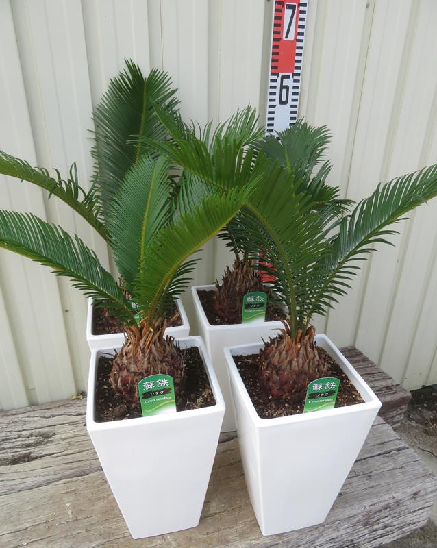 ソテツ(蘇鉄) 6号スクエア鉢植え(白)