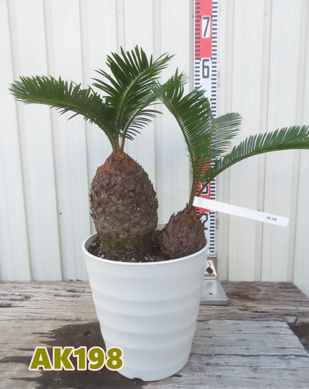 【選べる現品発送】ソテツ（蘇鉄)　苗木　7号フレグラー鉢植え【AK】 2