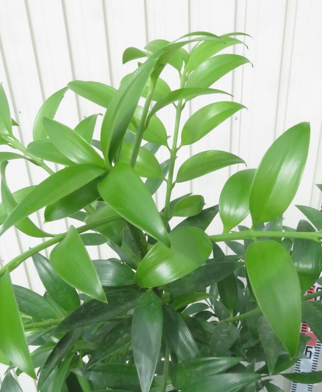 【現品発送】ナギノキ（梛の木）苗木 2本立ち 8号鉢植え【K】950