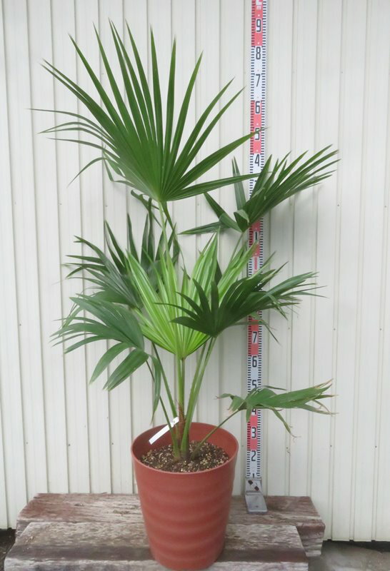 【良好】トックリヤシ 販売　ヤシ 楽天市場】トックリヤシ 観葉植物（種類（植物）ヤシ）の通販